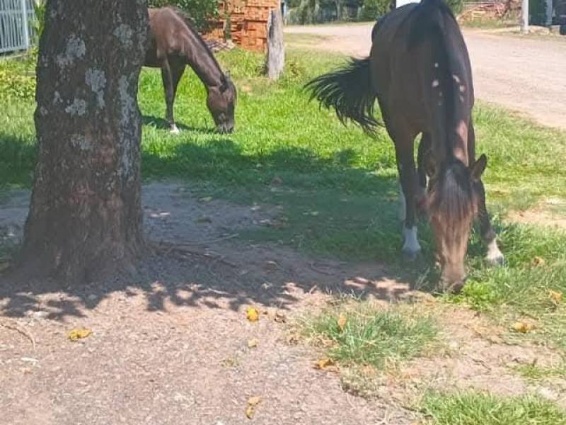 Animais soltos em via pública preocupam moradores e Administração Municipal